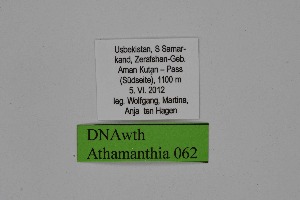  ( - DNAwth Athamanthia 062)  @11 [ ] Copyright (2021) Wolfgang tenHagen Unspecified