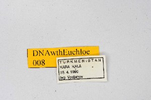  ( - DNAwthEuchloe008)  @11 [ ] copyright (2023) Wolfgang tenHagen Unspecified