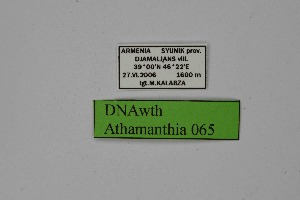  ( - DNAwth Athamanthia 065)  @11 [ ] Copyright (2021) Wolfgang tenHagen Unspecified