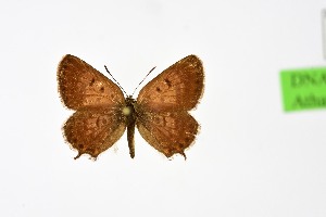 ( - DNAwth Athamanthia 066)  @11 [ ] Copyright (2021) Wolfgang tenHagen Unspecified