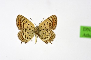  ( - DNAwth Athamanthia 066)  @11 [ ] Copyright (2021) Wolfgang tenHagen Unspecified