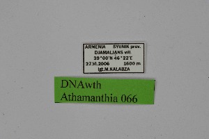  ( - DNAwth Athamanthia 066)  @11 [ ] Copyright (2021) Wolfgang tenHagen Unspecified