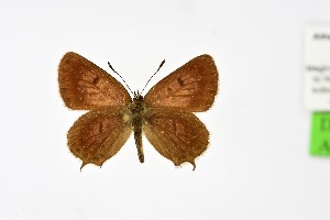  ( - DNAwth Athamanthia 067)  @11 [ ] Copyright (2021) Wolfgang tenHagen Unspecified
