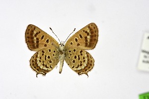  ( - DNAwth Athamanthia 067)  @11 [ ] Copyright (2021) Wolfgang tenHagen Unspecified