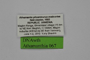  ( - DNAwth Athamanthia 067)  @11 [ ] Copyright (2021) Wolfgang tenHagen Unspecified