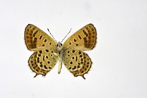  ( - DNAwth Athamanthia 068)  @11 [ ] Copyright (2021) Wolfgang tenHagen Unspecified