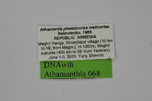  ( - DNAwth Athamanthia 068)  @11 [ ] Copyright (2021) Wolfgang tenHagen Unspecified
