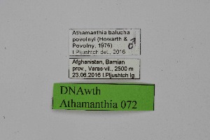  ( - DNAwth Athamanthia 072)  @11 [ ] Copyright (2021) Wolfgang tenHagen Unspecified