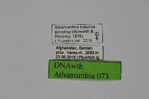  ( - DNAwth Athamanthia 073)  @11 [ ] Copyright (2021) Wolfgang tenHagen Unspecified