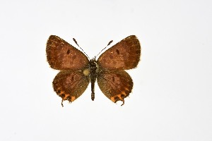  ( - DNAwth Athamanthia 074)  @11 [ ] Copyright (2021) Wolfgang tenHagen Unspecified