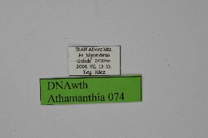  ( - DNAwth Athamanthia 074)  @11 [ ] Copyright (2021) Wolfgang tenHagen Unspecified