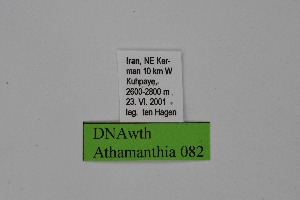 ( - DNAwth Athamanthia 082)  @11 [ ] Copyright (2021) Wolfgang tenHagen Unspecified