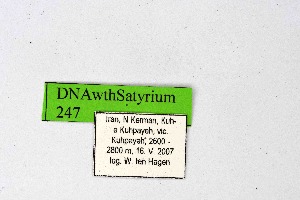  ( - DNAwthSatyrium247)  @11 [ ] Copyright (2023) Unspecified Unspecified