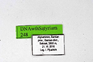  ( - DNAwthSatyrium248)  @11 [ ] Copyright (2023) Unspecified Unspecified