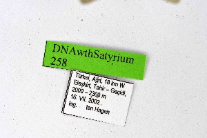  (Satyrium armena - DNAwthSatyrium258)  @11 [ ] Copyright (2023) Unspecified Unspecified