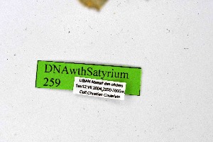 ( - DNAwthSatyrium259)  @11 [ ] Copyright (2023) Unspecified Unspecified