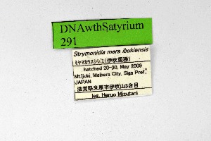  ( - DNAwthSatyrium291)  @11 [ ] Copyright (2023) Unspecified Unspecified