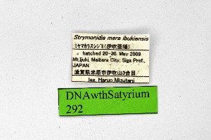  ( - DNAwthSatyrium292)  @11 [ ] Copyright (2023) Unspecified Unspecified