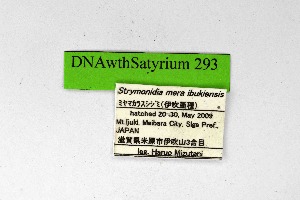  (Satyrium mera - DNAwthSatyrium293)  @11 [ ] Copyright (2023) Unspecified Unspecified