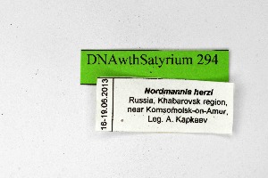  (Satyrium phyllodendri - DNAwthSatyrium294)  @11 [ ] Copyright (2023) Unspecified Unspecified