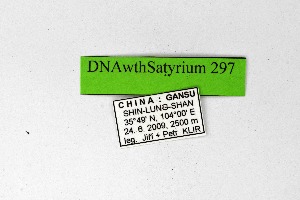  (Satyrium thalia - DNAwthSatyrium297)  @11 [ ] Copyright (2023) Unspecified Unspecified