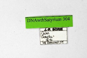  (Satyrium v-album - DNAwthSatyrium304)  @11 [ ] Copyright (2023) Unspecified Unspecified