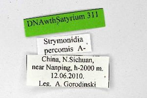 (Satyrium percomis - DNAwthSatyrium311)  @11 [ ] Copyright (2023) Unspecified Unspecified