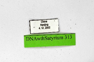  (Satyrium wabi - DNAwthSatyrium313)  @11 [ ] Copyright (2023) Unspecified Unspecified