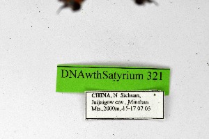  ( - DNAwthSatyrium321)  @11 [ ] Copyright (2023) Unspecified Unspecified