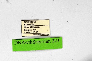  (Satyrium eximia - DNAwthSatyrium323)  @11 [ ] Copyright (2023) Unspecified Unspecified