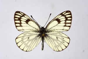  ( - DNAwthAporia011)  @11 [ ] copyright (2023) Wolfgang ten Hagen Unspecified