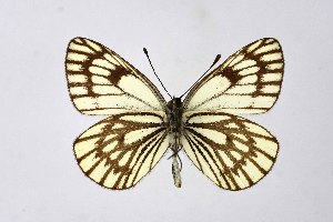  ( - DNAwthAporia011)  @11 [ ] copyright (2023) Wolfgang ten Hagen Unspecified