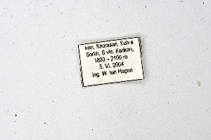  (Aporia illumina - DNAwthAporia011)  @11 [ ] copyright (2023) Wolfgang ten Hagen Unspecified