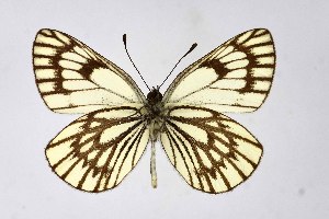 ( - DNAwthAporia012)  @11 [ ] copyright (2023) Wolfgang ten Hagen Unspecified