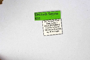  (Satyrus daubi - DNAwthSatyrus031)  @11 [ ] Copyright (2024) Wolfgang ten Hagen Unspecified