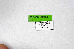  (Satyrus orphei - DNAwthSatyrus036)  @11 [ ] Copyright (2024) Wolfgang ten Hagen Unspecified