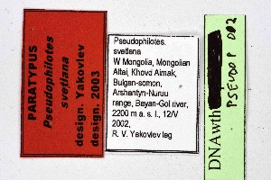  (Pseudophilotes svetlana - DNAwthPseudop002)  @11 [ ] Copyright (2024) Wolfgang ten Hagen Unspecified