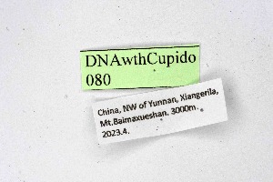  (Bothrinia - DNAwthCupido080)  @11 [ ] Copyright (2024) Wolfgang ten Hagen Unspecified