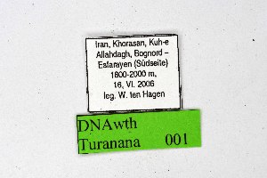  ( - DNAwthTuranana001)  @11 [ ] copyright (2024) Wolfgang ten Hagen Unspecified