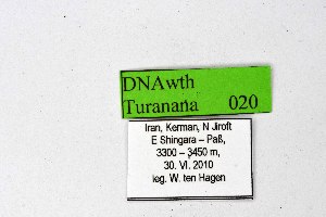  (Turanana dushak - DNAwthTuranana003)  @11 [ ] copyright (2024) Wolfgang ten Hagen Unspecified