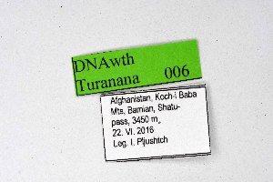  (Turanana kotzschiorum - DNAwthTuranana006)  @11 [ ] copyright (2024) Wolfgang ten Hagen Unspecified