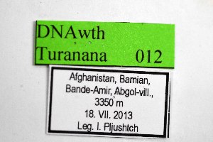 ( - DNAwthTuranana012)  @11 [ ] copyright (2024) Wolfgang ten Hagen Unspecified