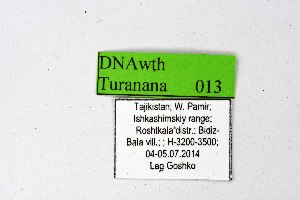  ( - DNAwthTuranana013)  @11 [ ] copyright (2024) Wolfgang ten Hagen Unspecified