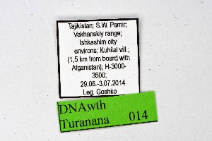  (Turanana grumi - DNAwthTuranana014)  @11 [ ] copyright (2024) Wolfgang ten Hagen Unspecified