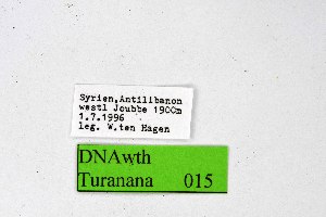  ( - DNAwthTuranana015)  @11 [ ] copyright (2024) Wolfgang ten Hagen Unspecified