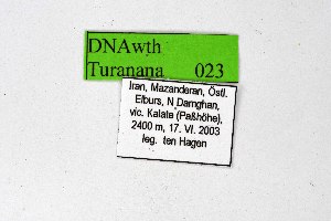  ( - DNAwthTuranana023)  @11 [ ] copyright (2024) Wolfgang ten Hagen Unspecified