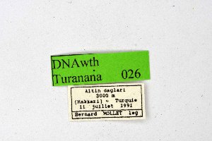  ( - DNAwthTuranana026)  @11 [ ] copyright (2024) Wolfgang ten Hagen Unspecified