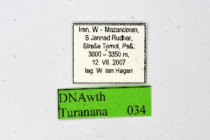  ( - DNAwthTuranana034)  @11 [ ] copyright (2024) Wolfgang ten Hagen Unspecified