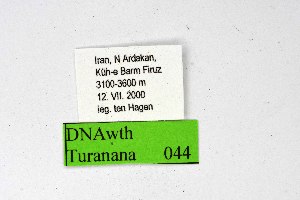  (Turanana anisophtalma - DNAwthTuranana044)  @11 [ ] copyright (2024) Wolfgang ten Hagen Unspecified