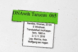  ( - DNAwthTarucus065)  @11 [ ] Copyright (2024) Wolfgang ten Hagen Unspecified